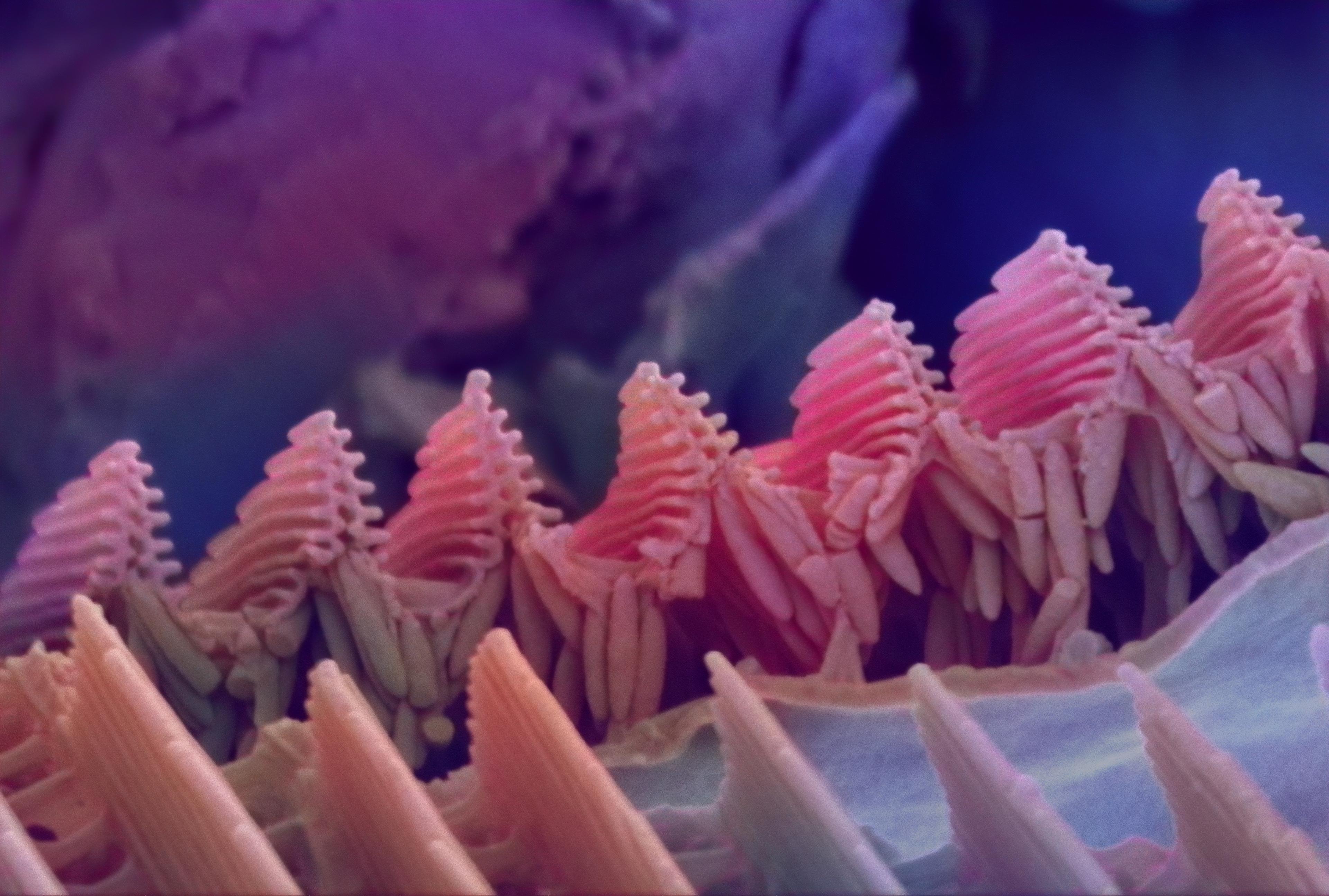 Microscopic image showing a close-up view of a butterfly’s proboscis covered with vibrant pink and orange structures.