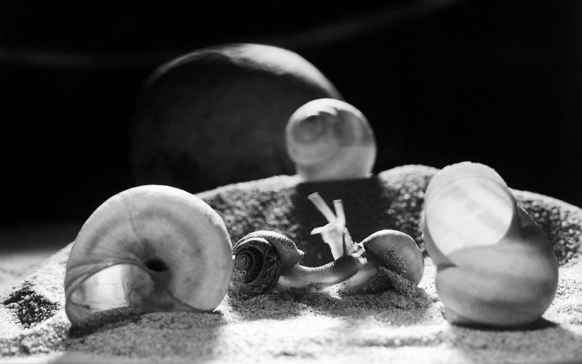 Black and white photo of two snails interacting on sand, with multiple shells and a blurred background.