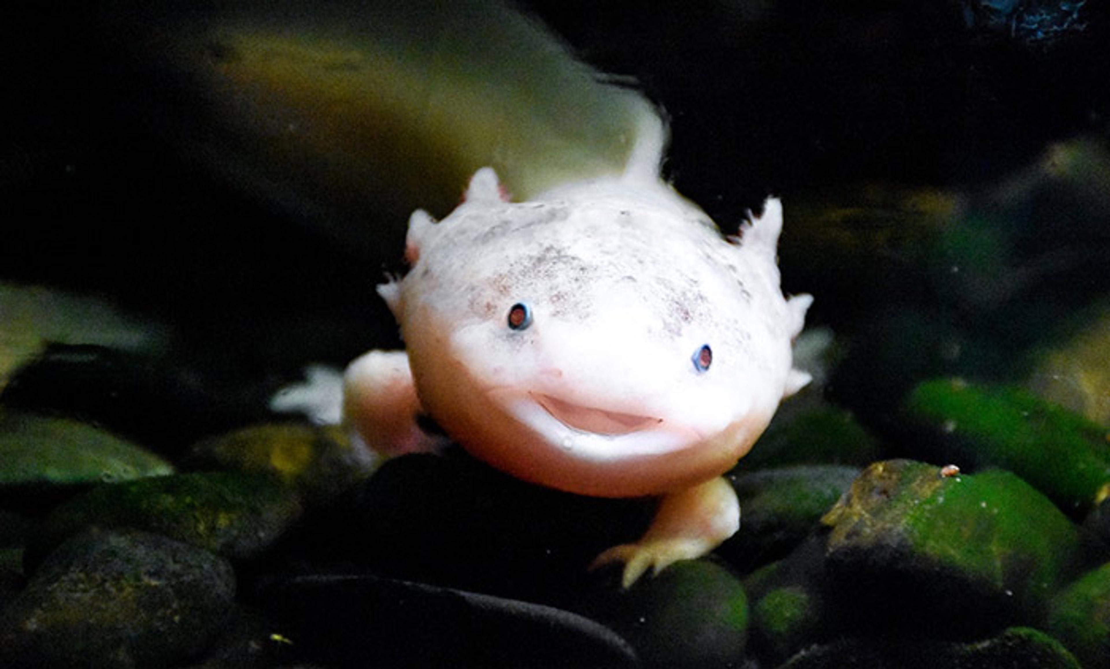 A light-coloured axolotl with a smiling expression, surrounded by dark rocks and water in an aquarium.
