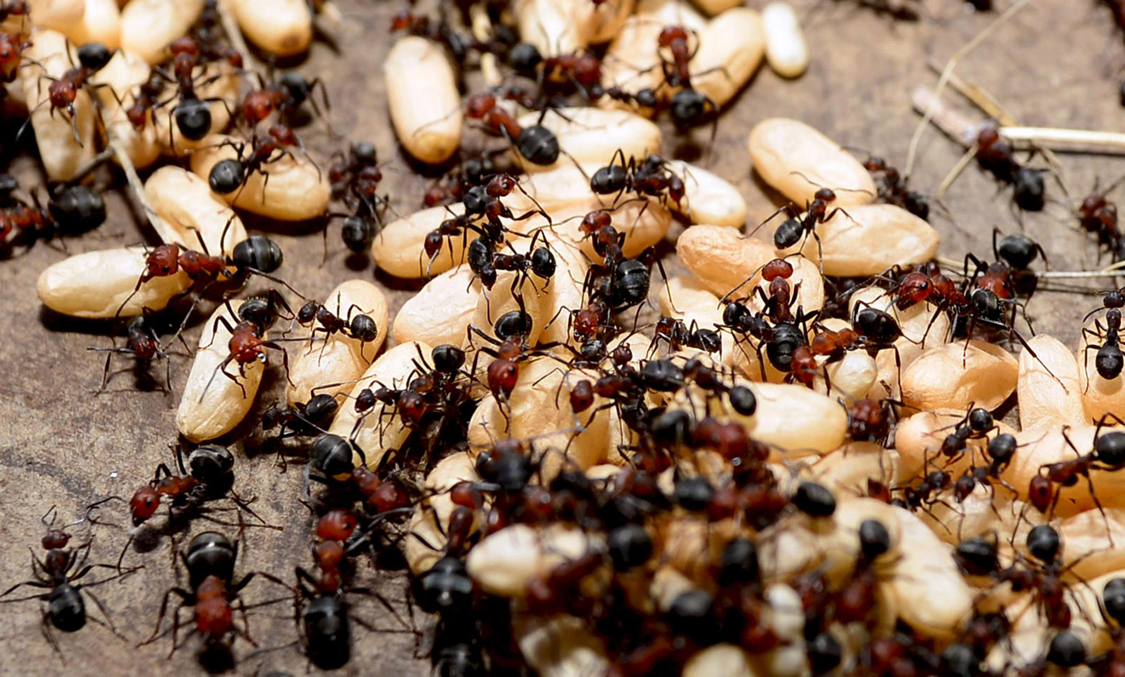 Close-up photo of numerous ants with red heads and black bodies on scattered yellowish grains on a brown surface.