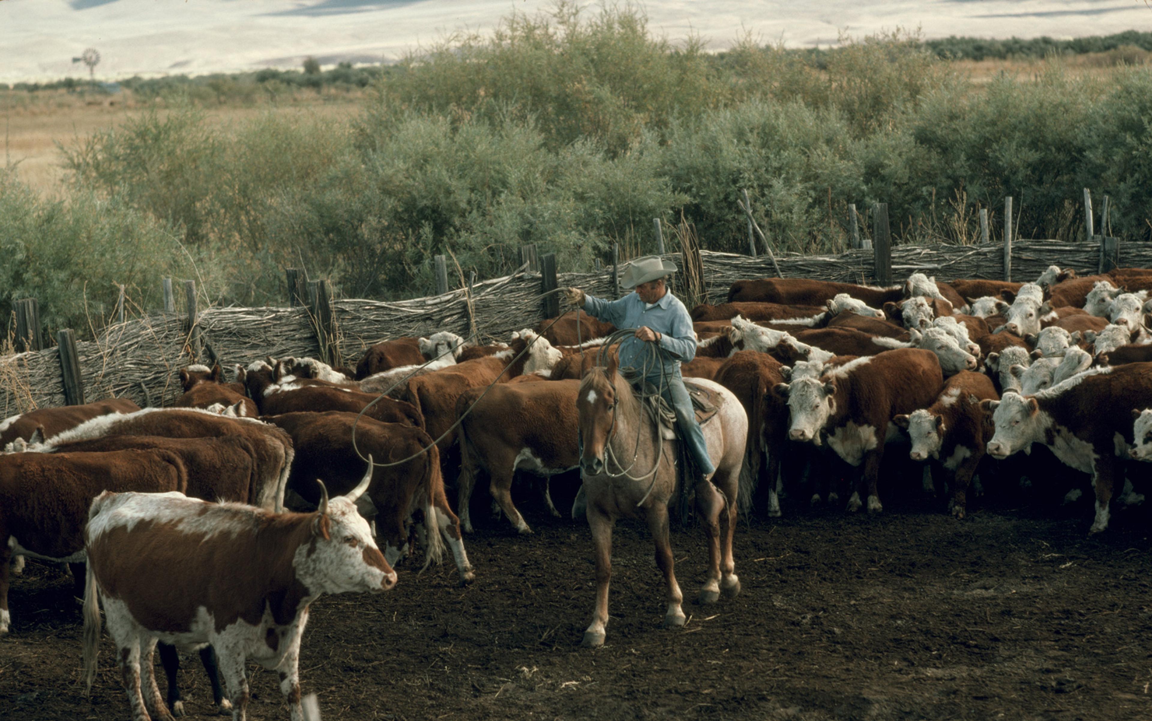 A cowboy on horseback herding cattle in an outdoor pen with a wooden fence and greenery in the background.